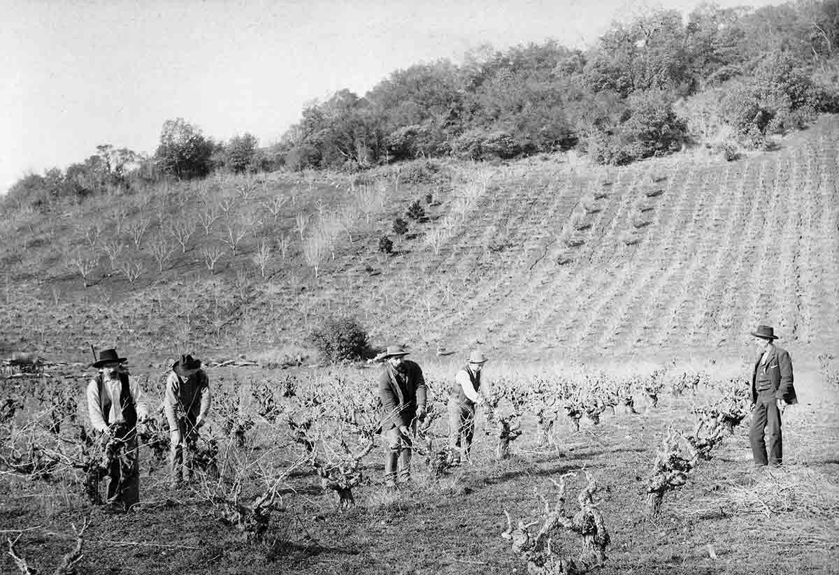 Farmers working in vineyard on hillside