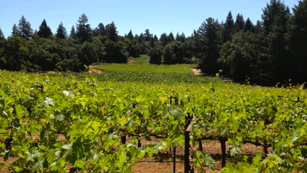 10491Frog’s Leap Winery