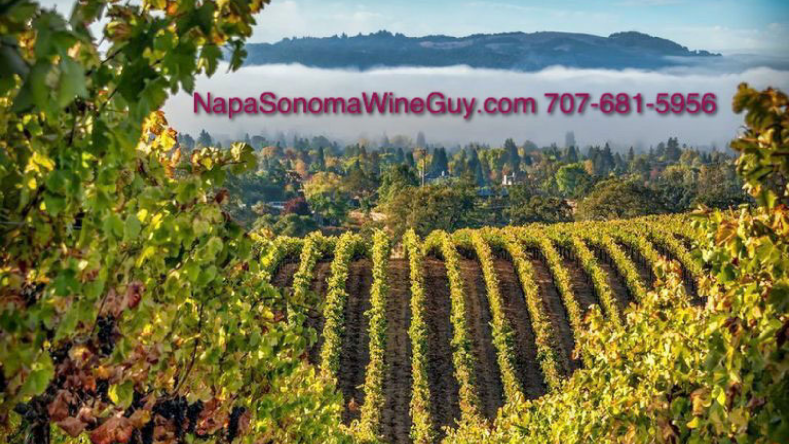Napa Sonoma Wine Guy
