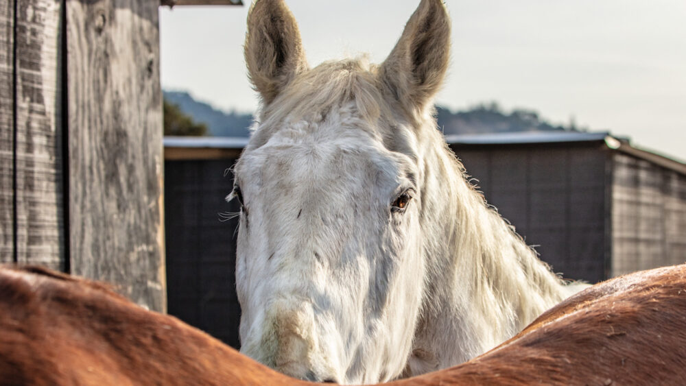 Peeking White Horse at Sunrise Horse Rescue