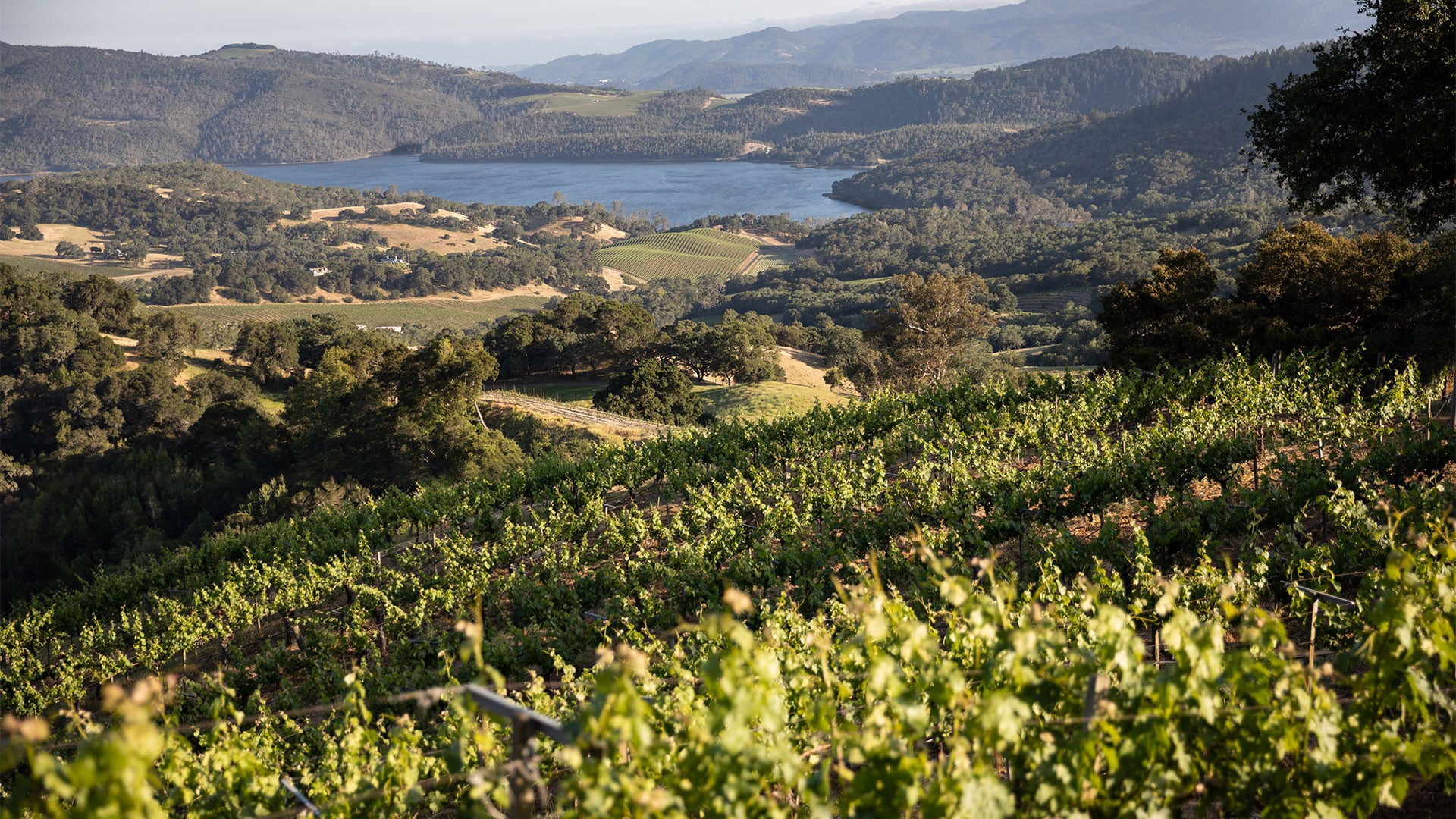 Vineyard overlooking lake and rolling hills at sunset