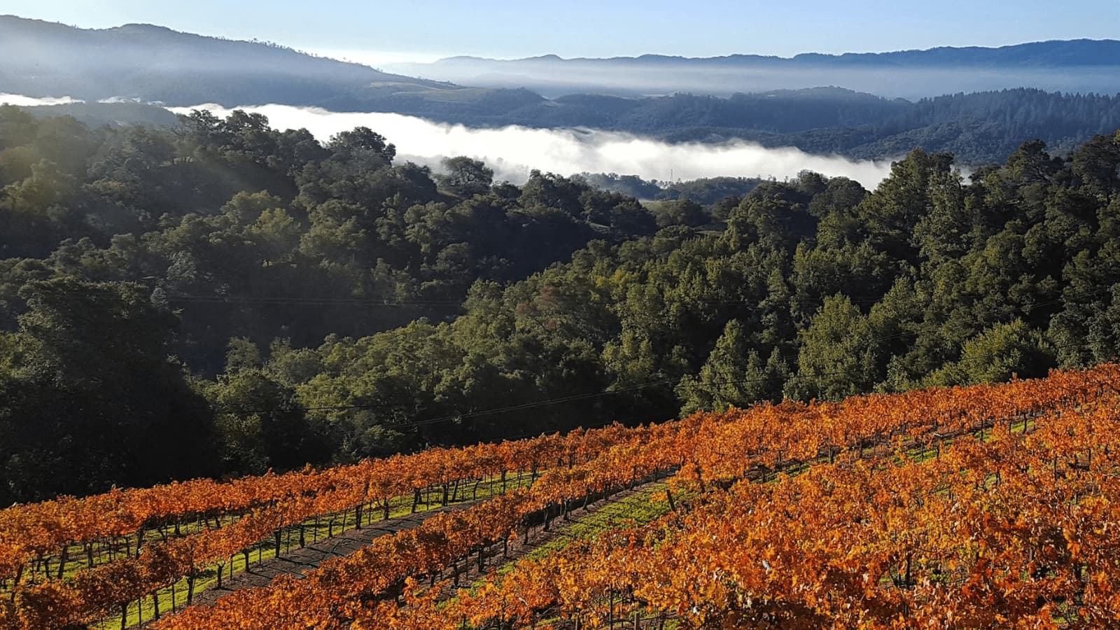 Autumn vineyard with mountain and foggy valley.