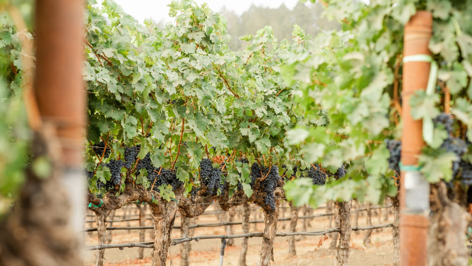 Grape vines in a vineyard during harvest season.