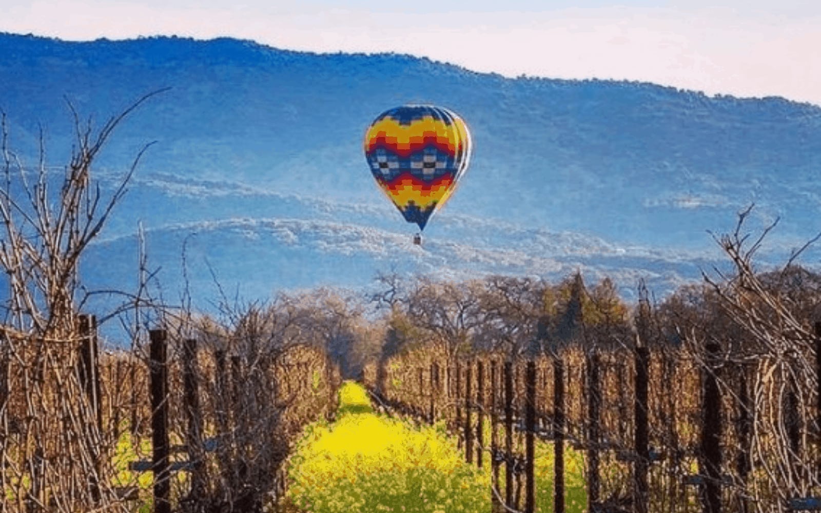 Hot air balloon over vineyard and mountains