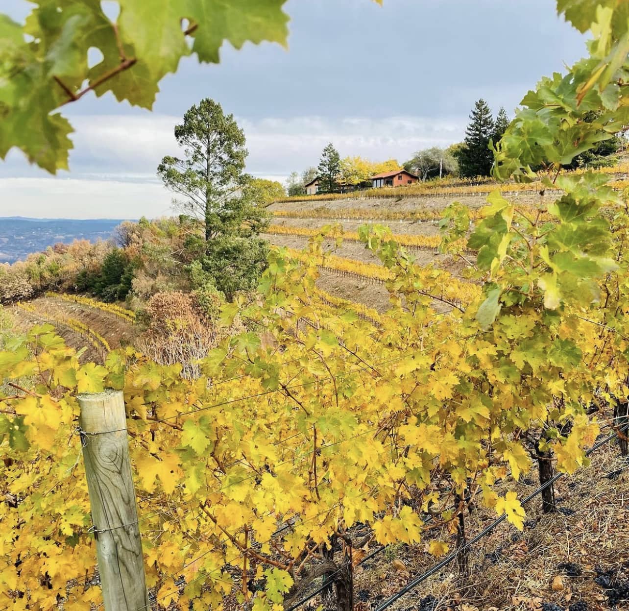 Hillside vineyard with autumn foliage and distant house
