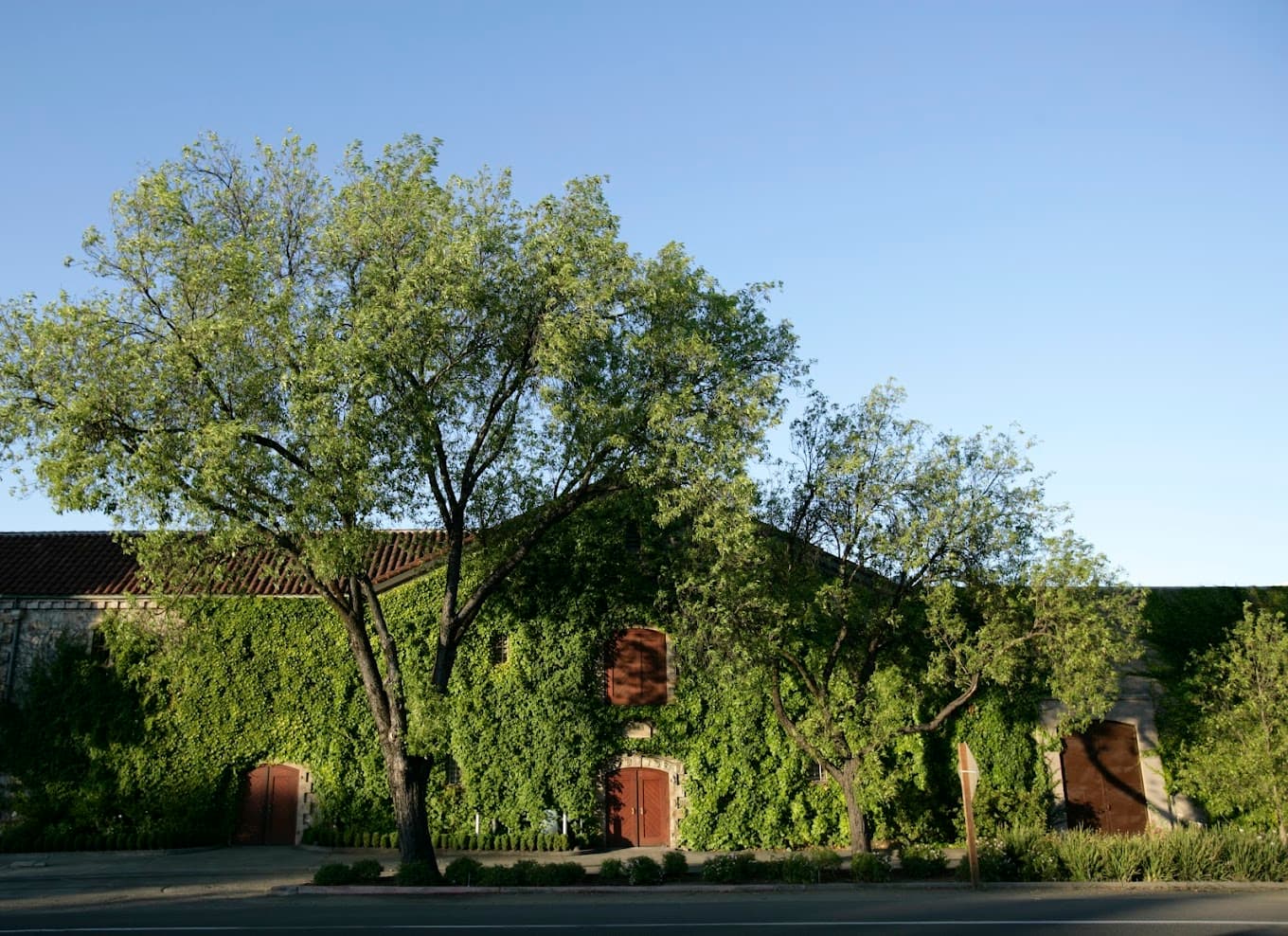 Vine-covered building with trees in front.