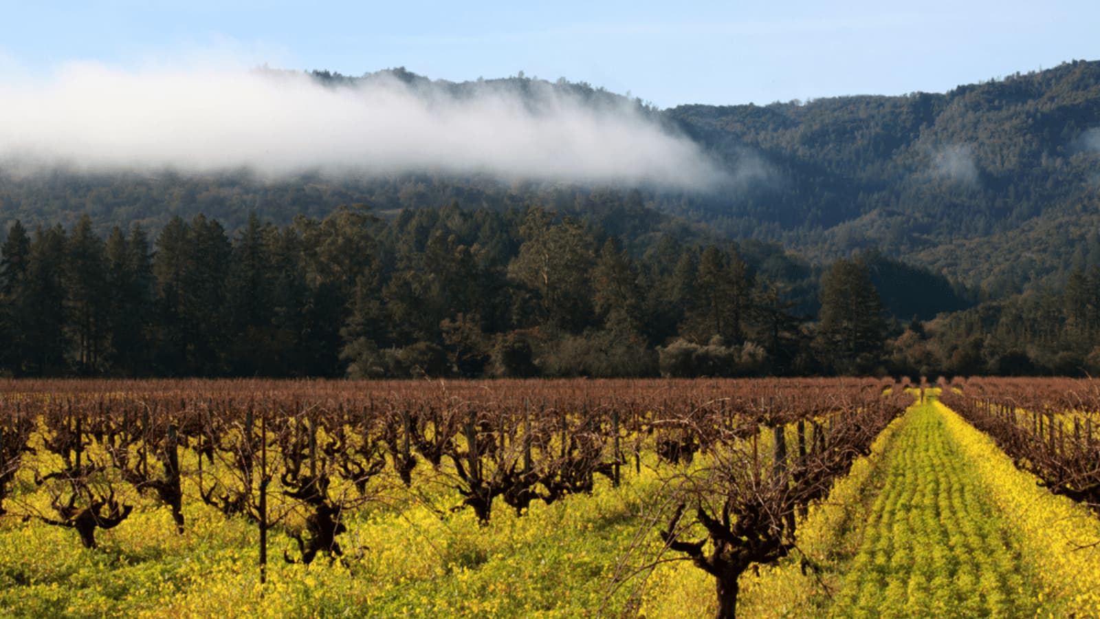 Vineyard with mountains and mist in background
