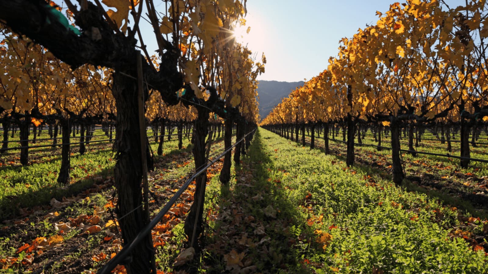 Vineyard with autumn leaves and bright sunlight.
