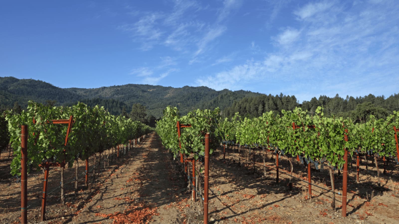 Sunny vineyard with green grapevines and mountain backdrop