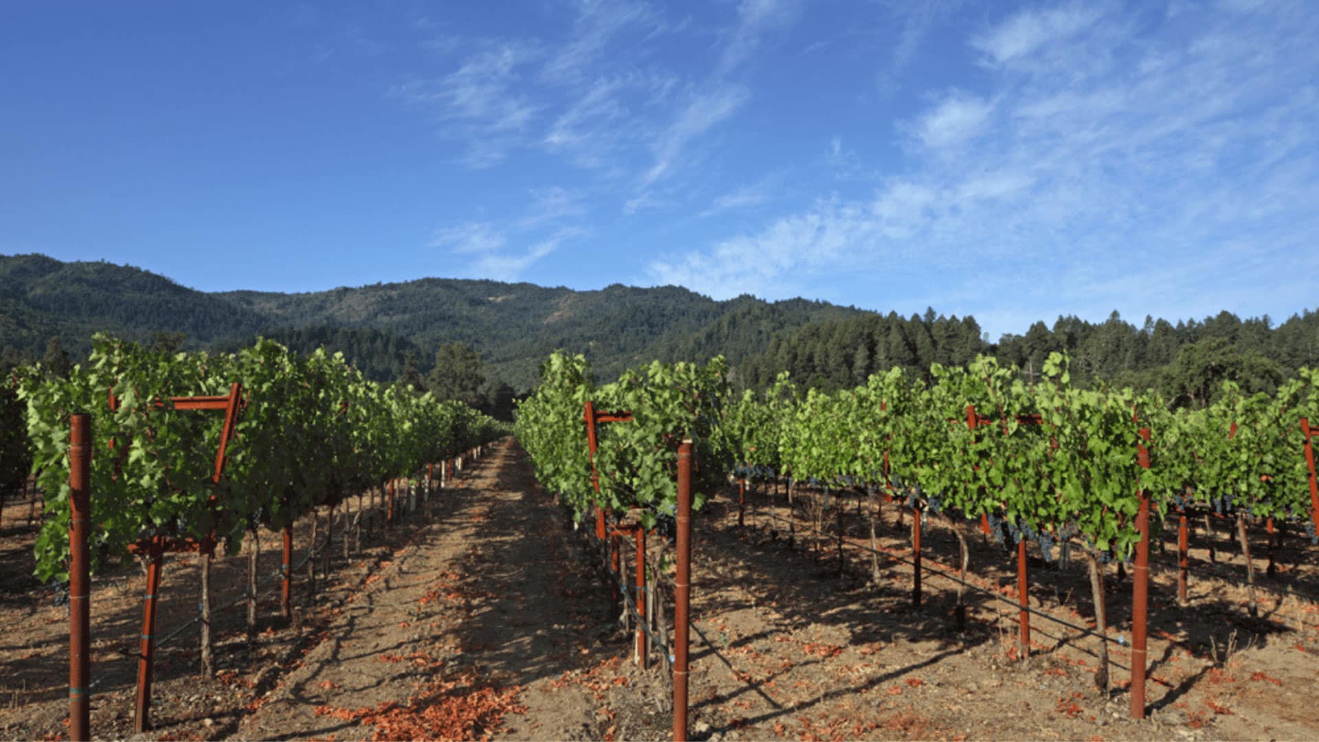 Scenic vineyard under clear blue sky