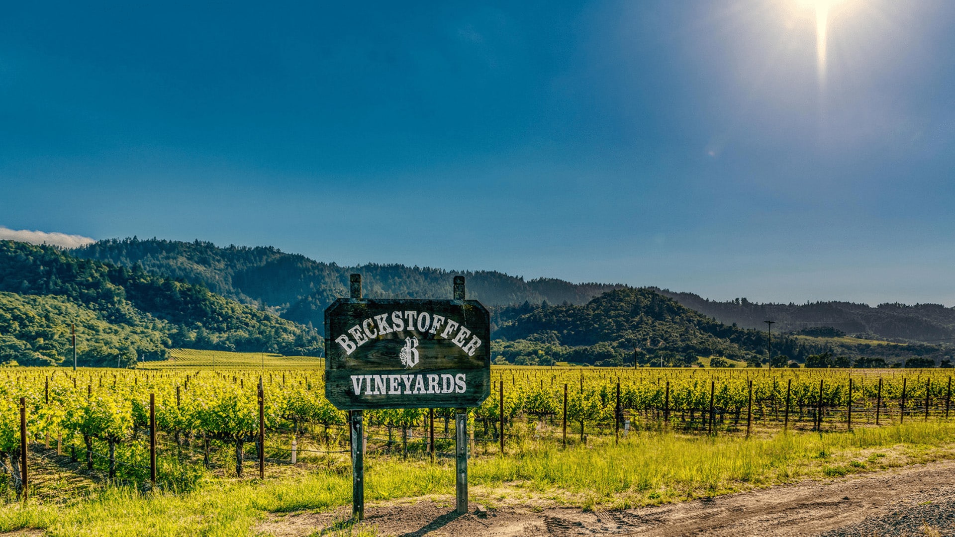 Sunlit vineyard with scenic mountain backdrop