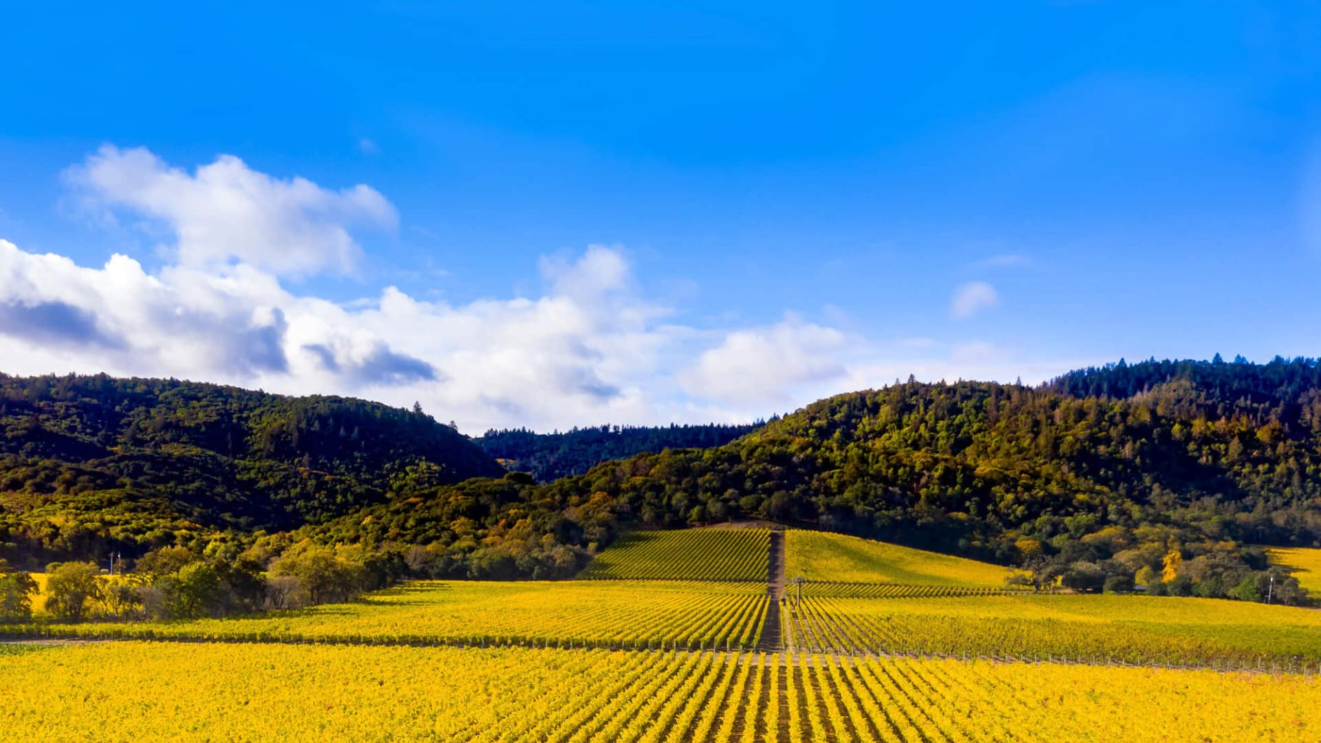 Vineyard landscape under blue sky with hills.
