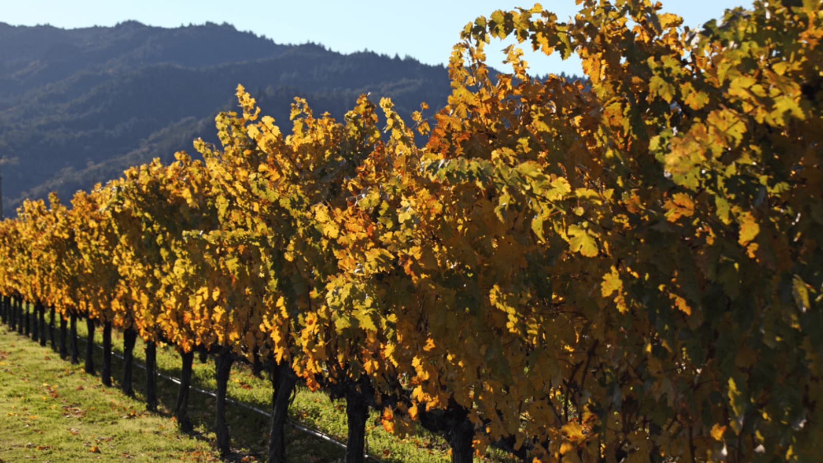 Vineyard with autumn-colored leaves and mountain backdrop