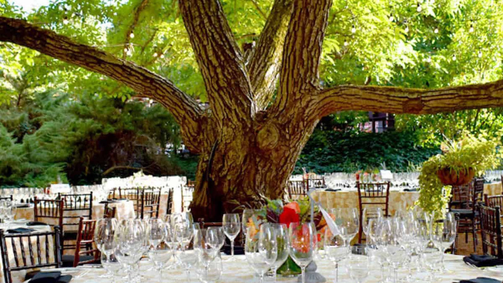 Outdoor event setup under large tree with tables, chairs.