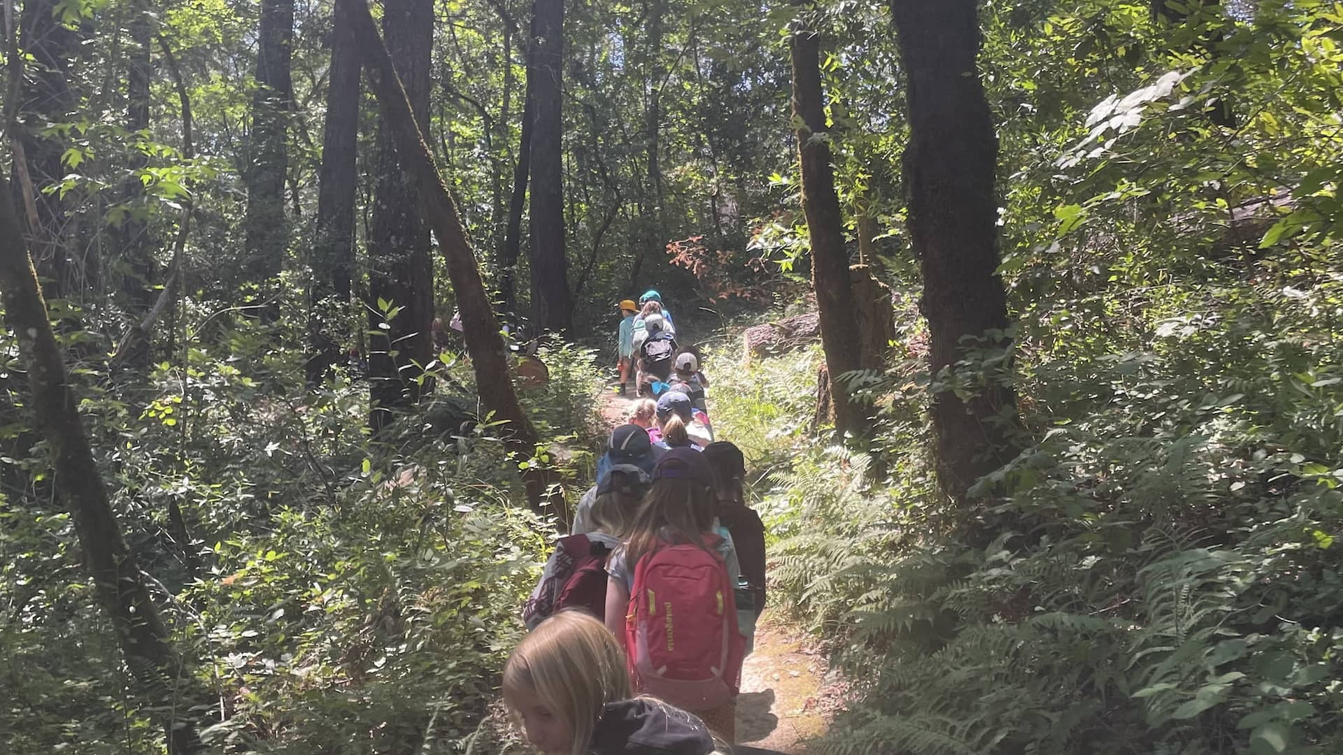 Children hiking through a sunlit forest trail.