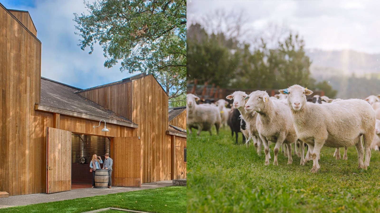 Barn with sheep grazing in the field.