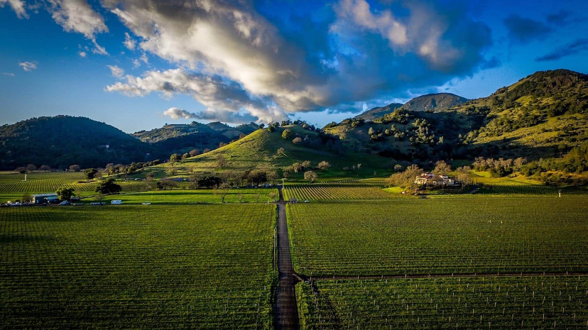 Vineyard landscape under cloudy sky, green hills beyond.