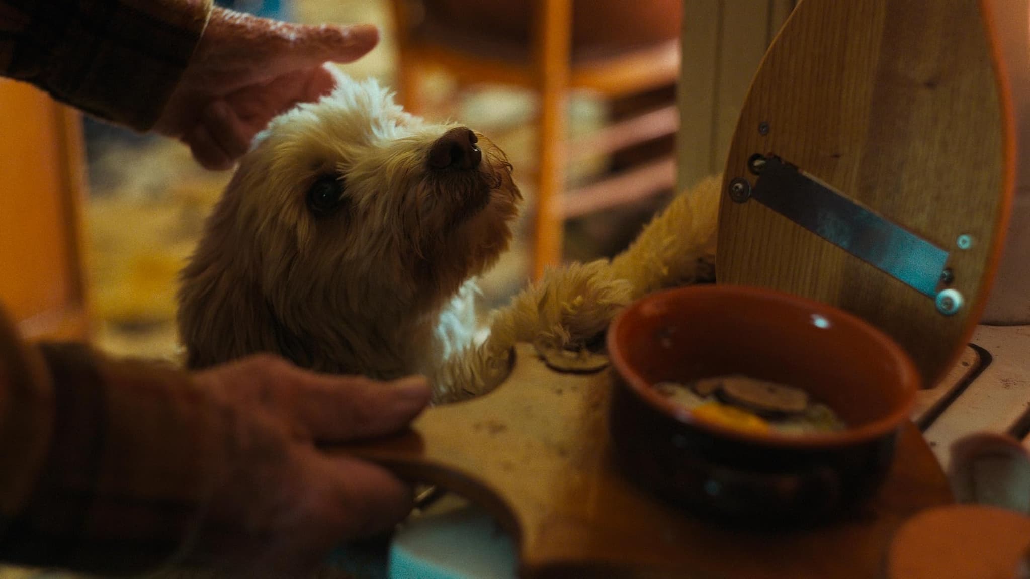Fluffy dog being petted near food bowl