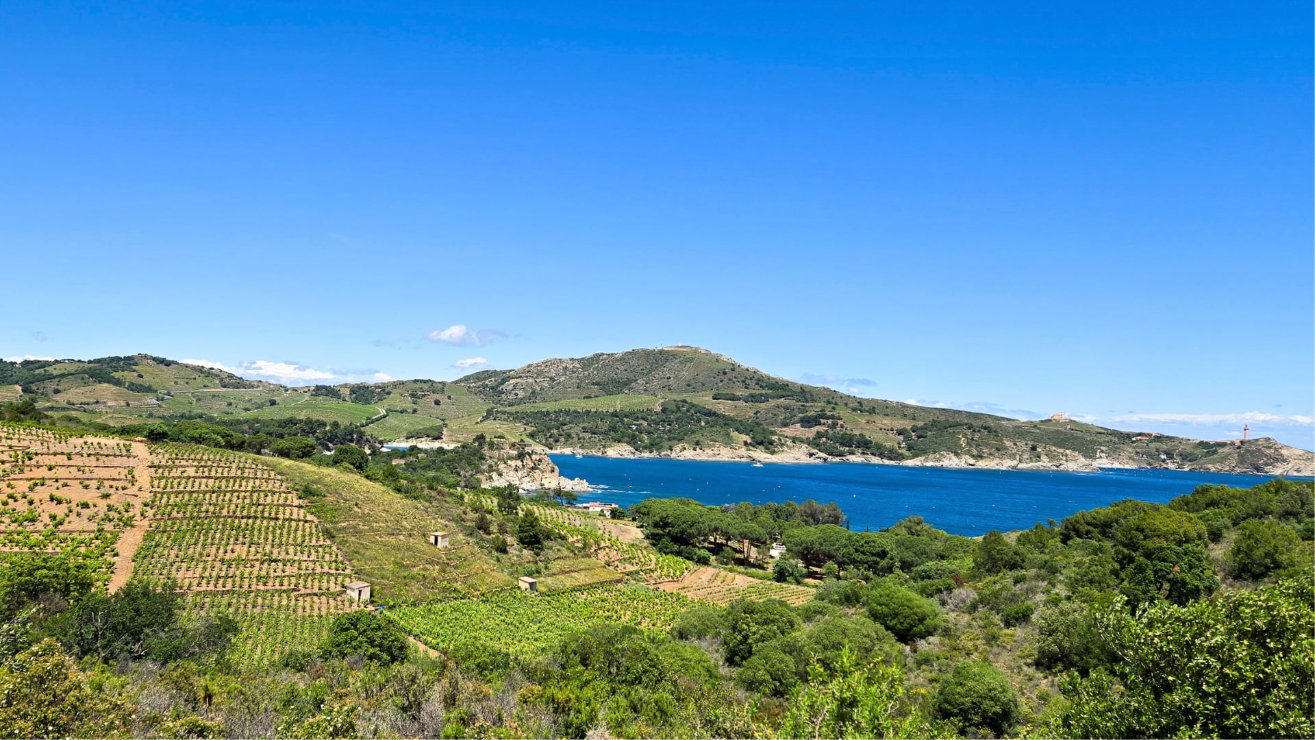 Vineyards overlooking blue coastal bay and hills
