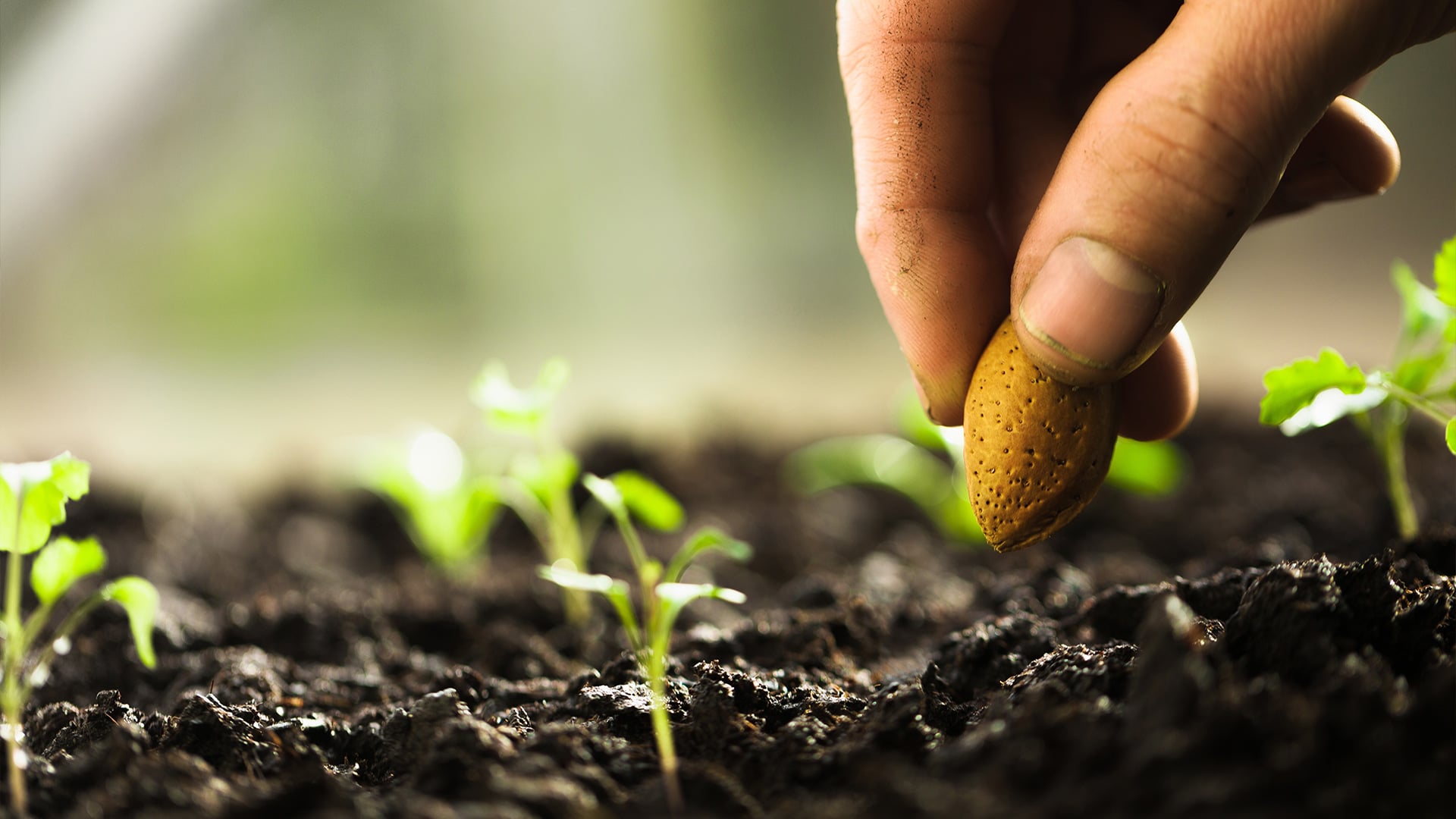 Hand planting a seed potato among young garden seedlings