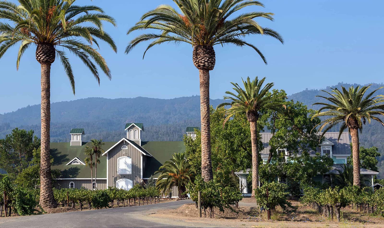 Vineyard with large house and palm trees