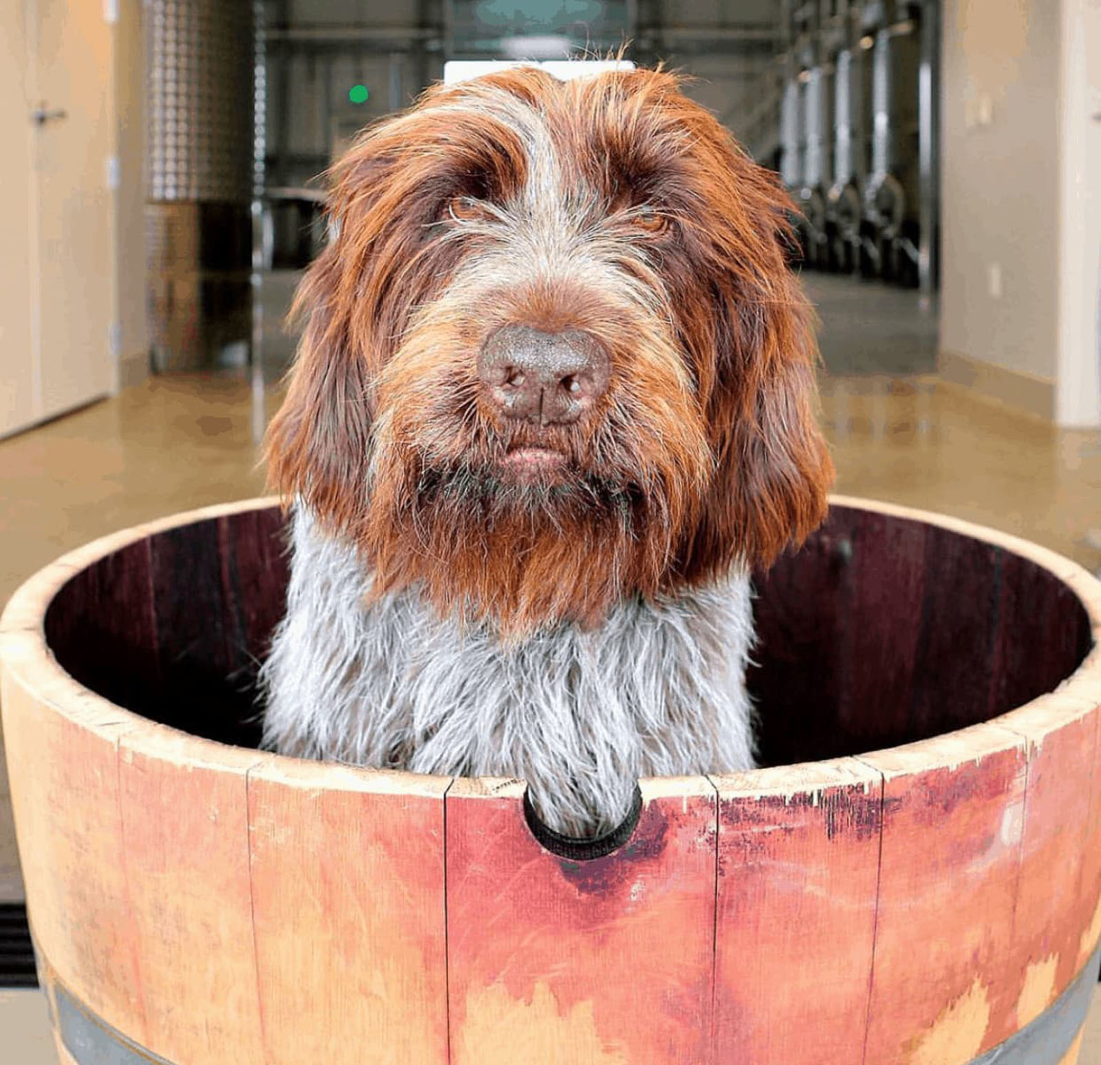 Dog sitting in wooden barrel indoors
