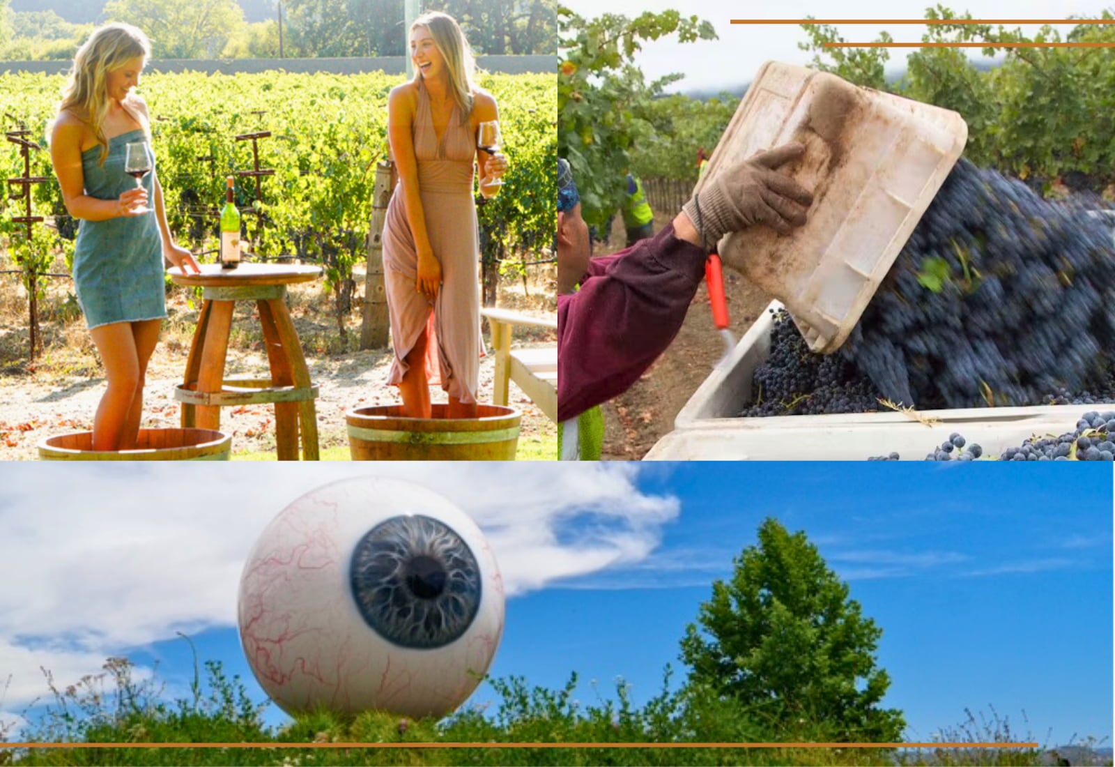 Wine tasting, grape harvest, giant eyeball sculpture in field.