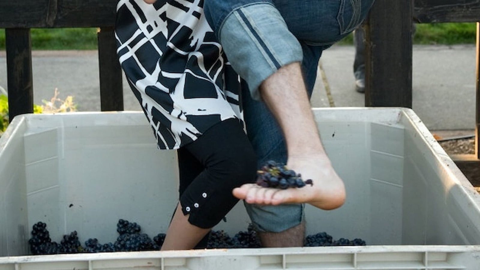 People stomping grapes in a container.