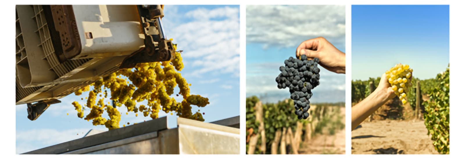 Harvesting grapes in vineyard for wine production.