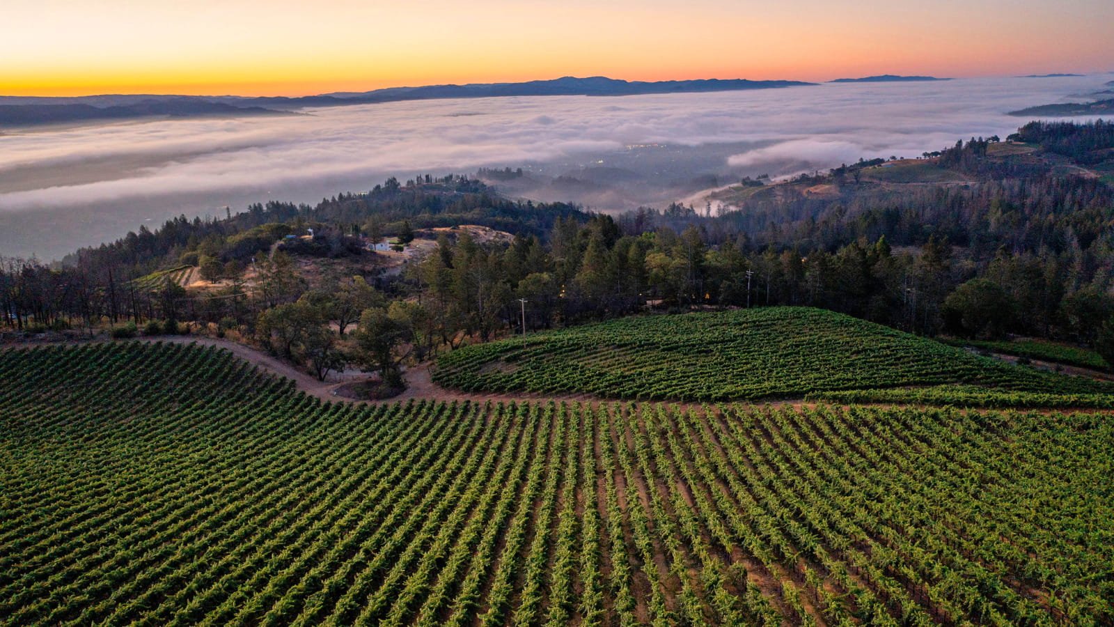 Sunrise over vineyard and foggy valley landscape.