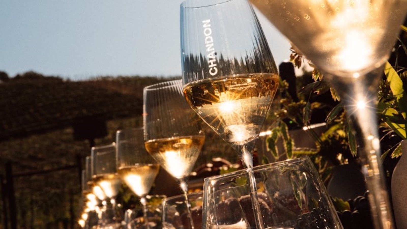 Sunlit wine glasses on vineyard table