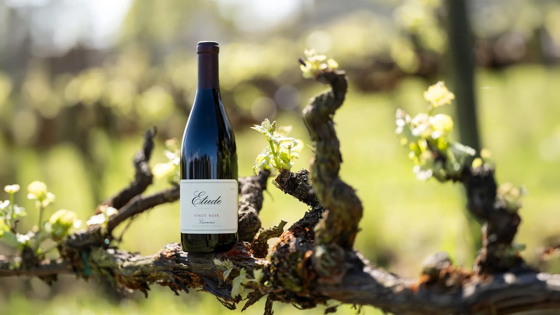 Etude Pinot Noir bottle among sunlit vineyard vines
