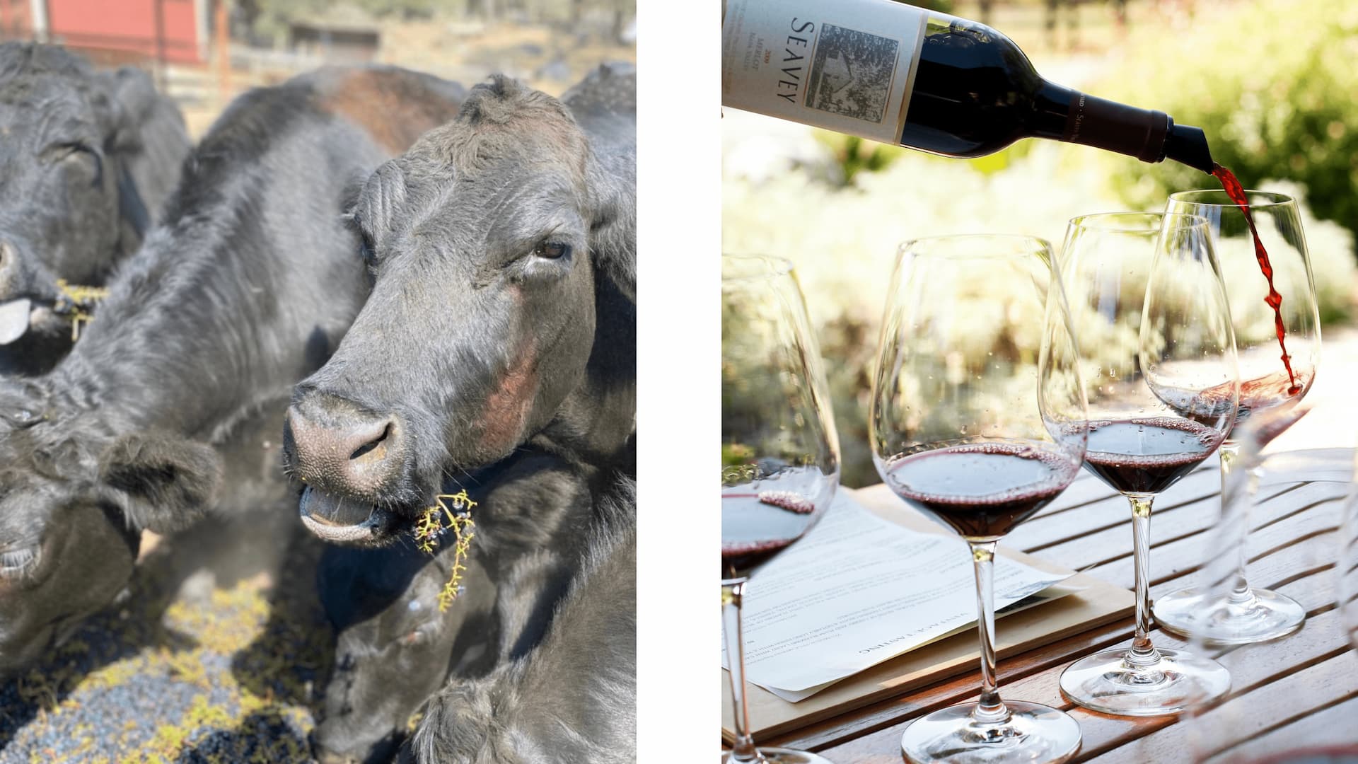 Cows eating grapes; pouring red wine into glasses.