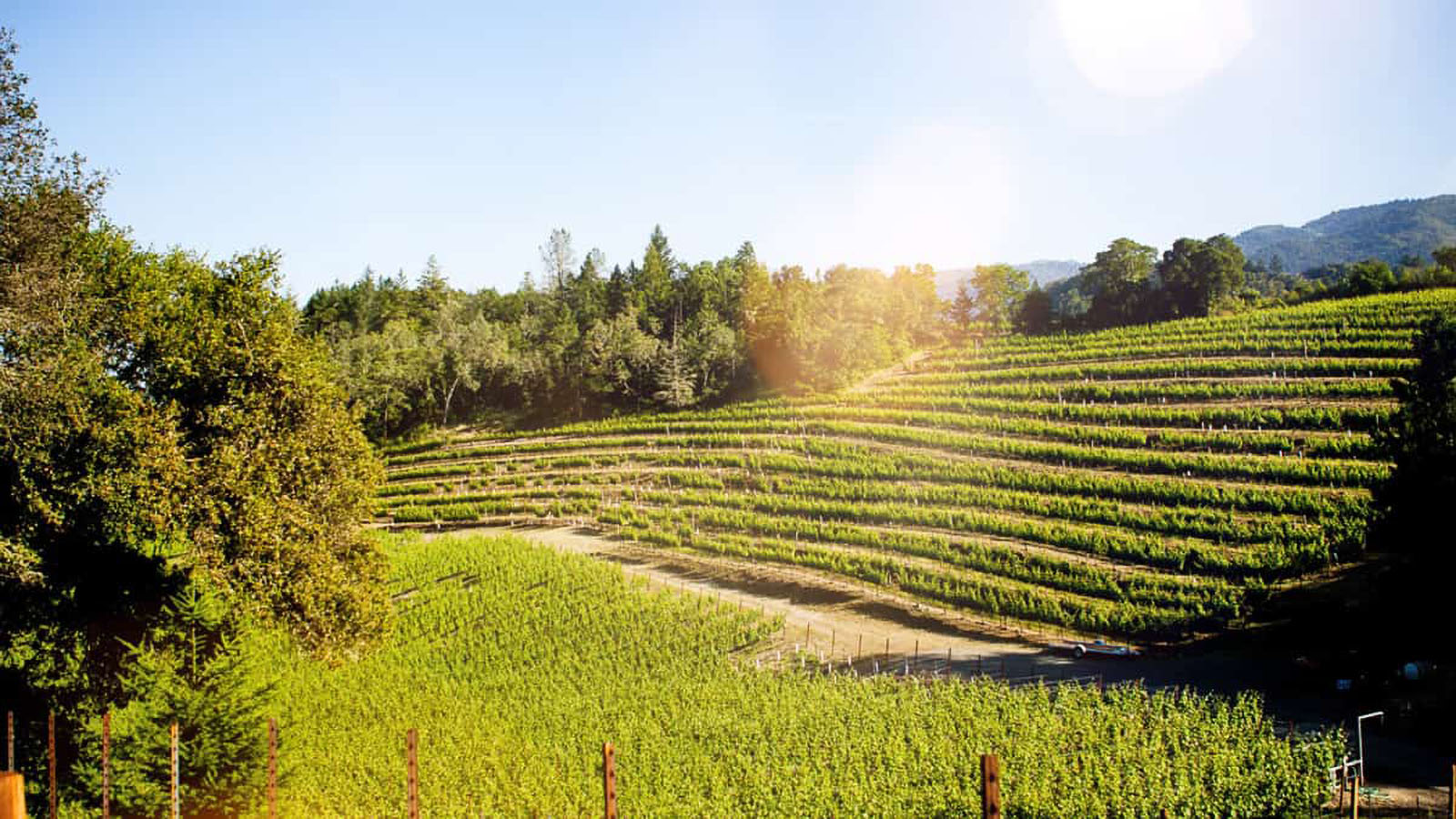 Sunny vineyard with lush green grapevines