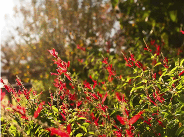 Red salvia flowers in sunlit garden