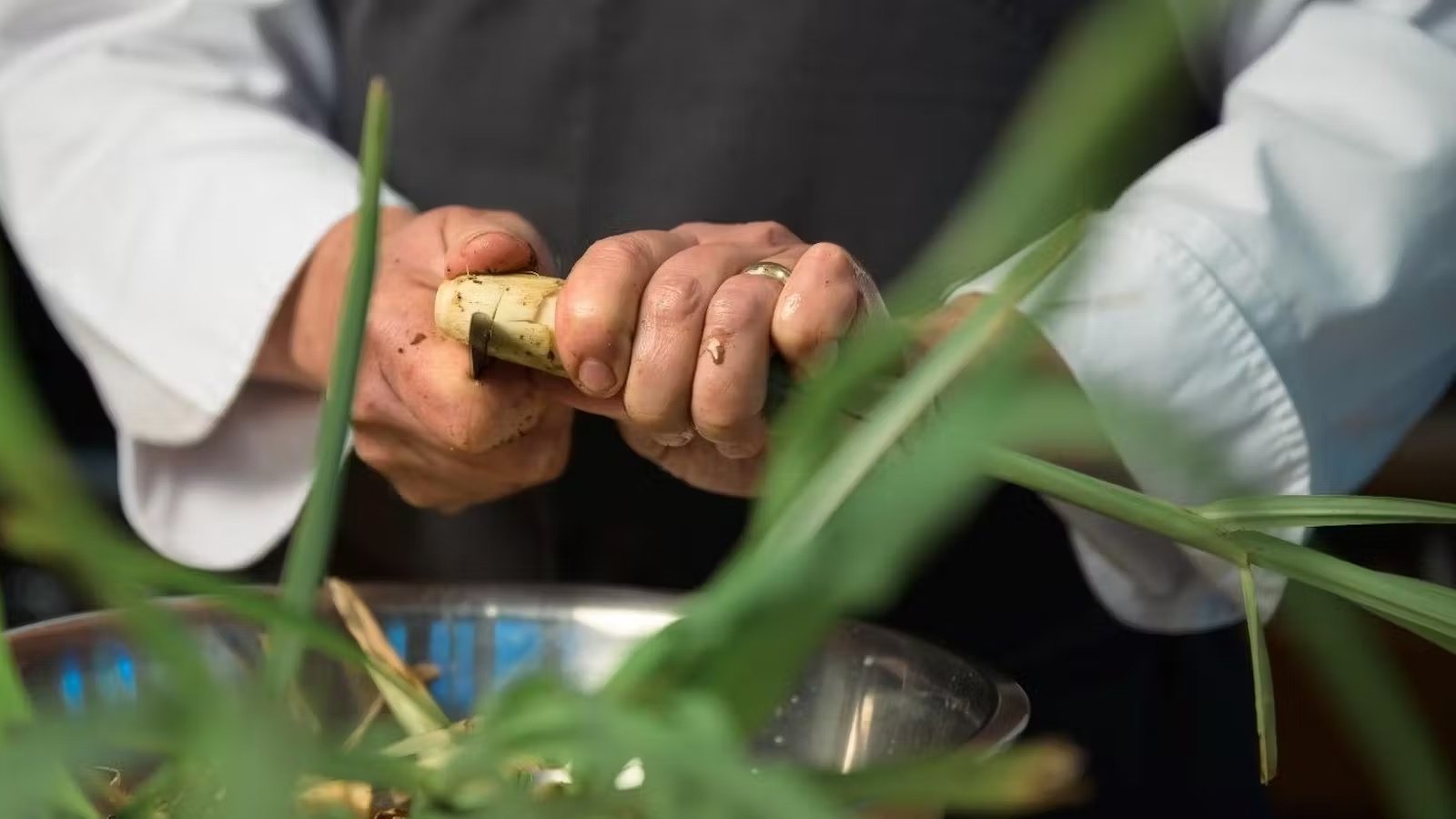 Chef peeling sugarcane over bowl