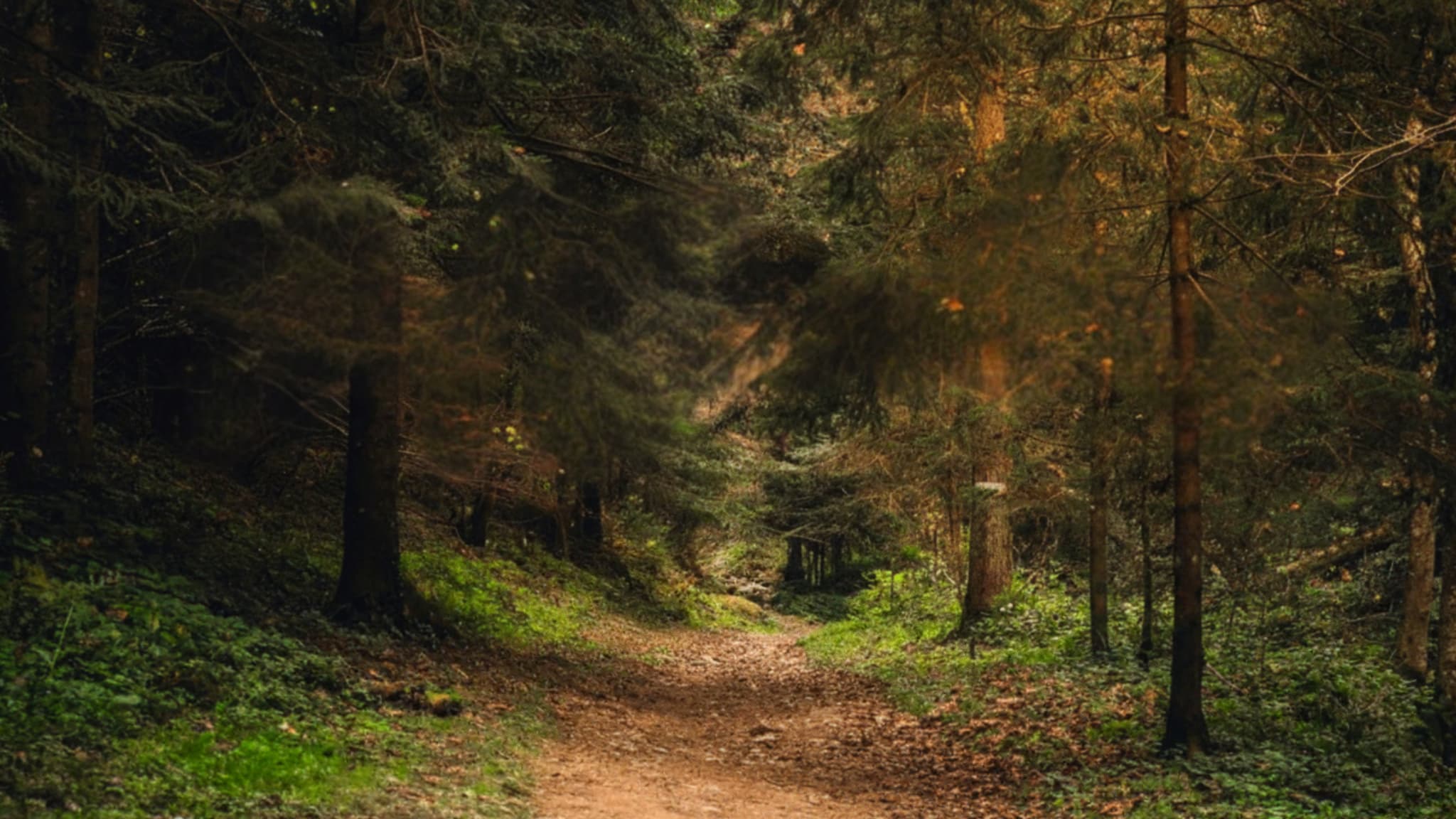 Dirt path through dense green forest