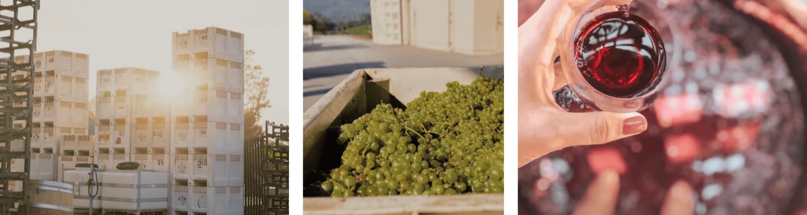 Winemaking process: grape crates, green grapes, red wine