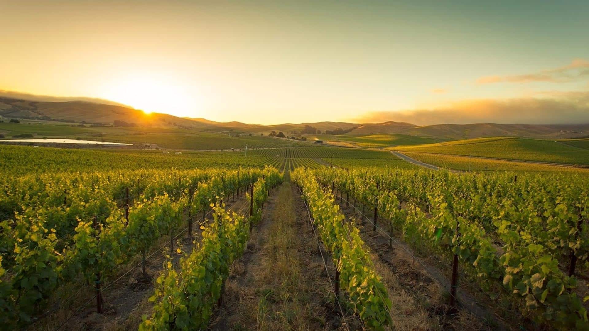 Sunset over lush vineyard landscape.
