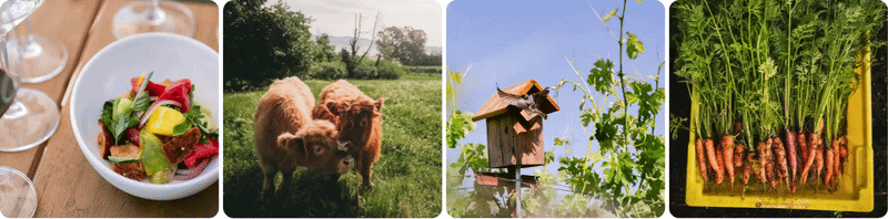 Salad, cows, birdhouse, and fresh carrots collage