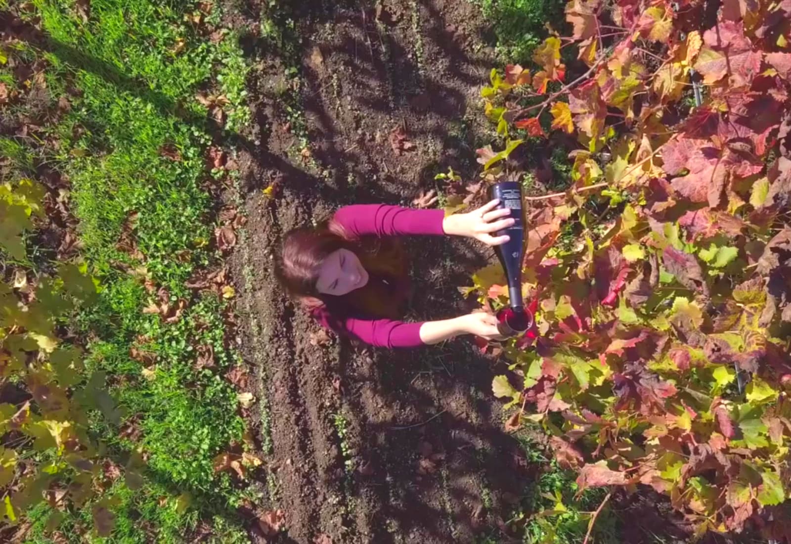 Woman pouring wine in vineyard aerial view