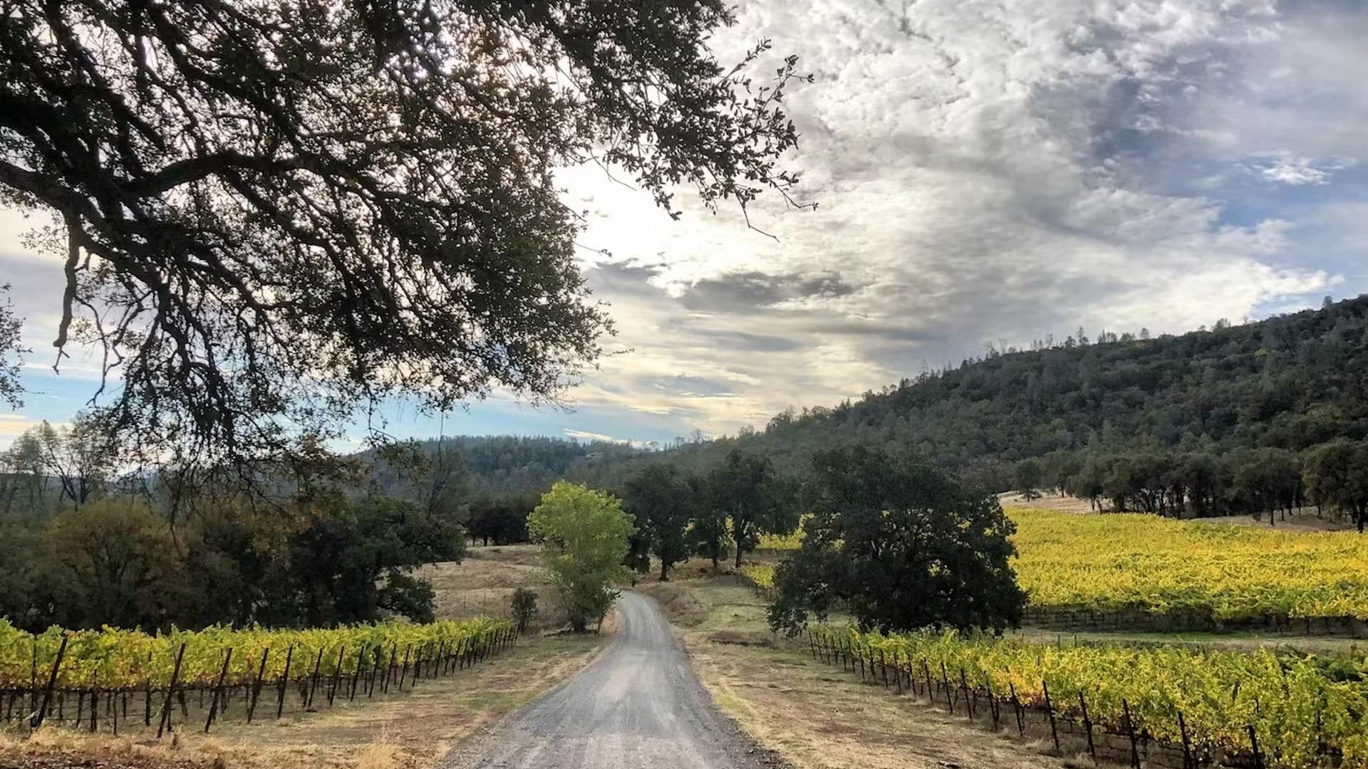 Vineyard landscape with road, hills, and cloudy sky.