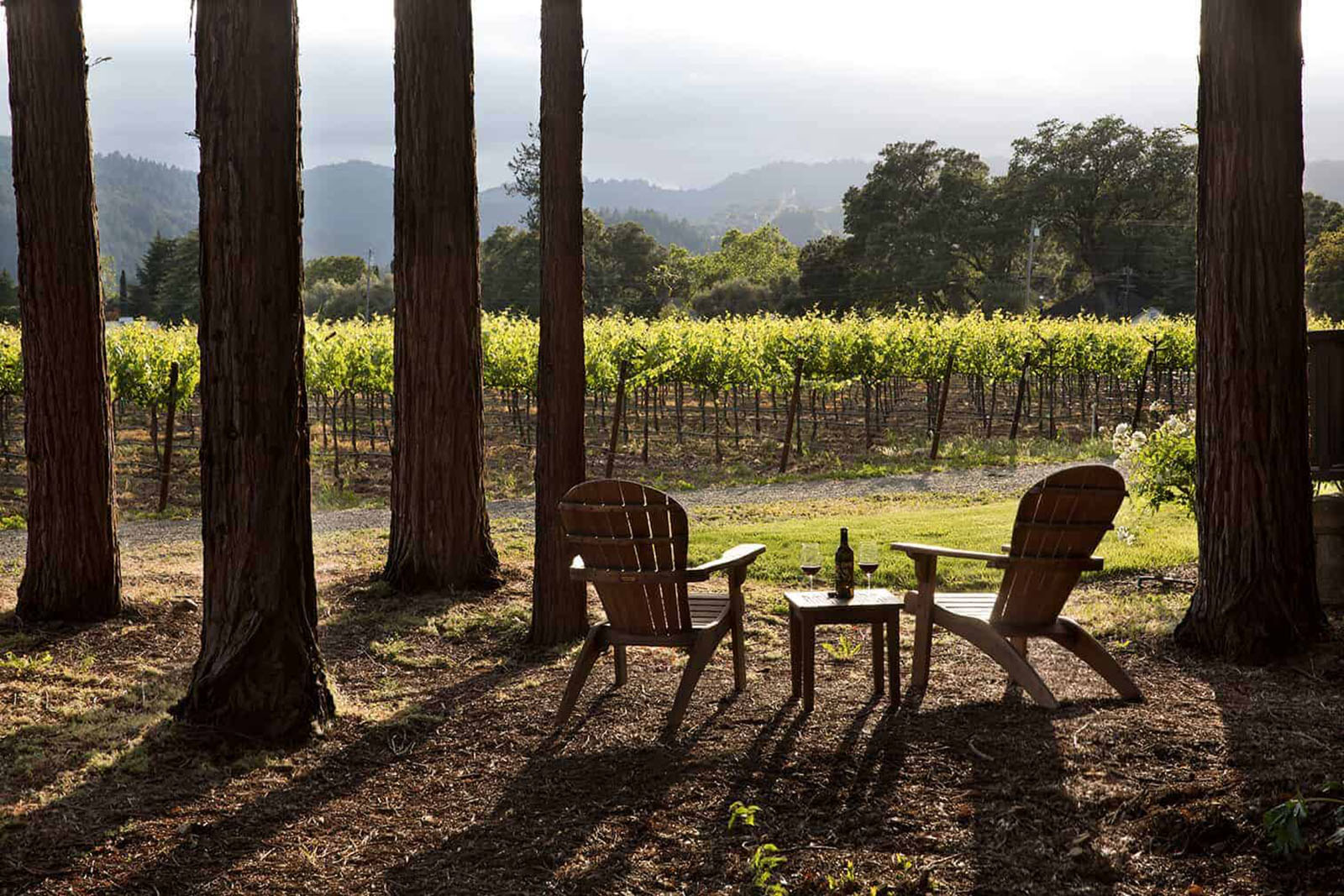 Chairs overlooking vineyard with trees and sunset view.