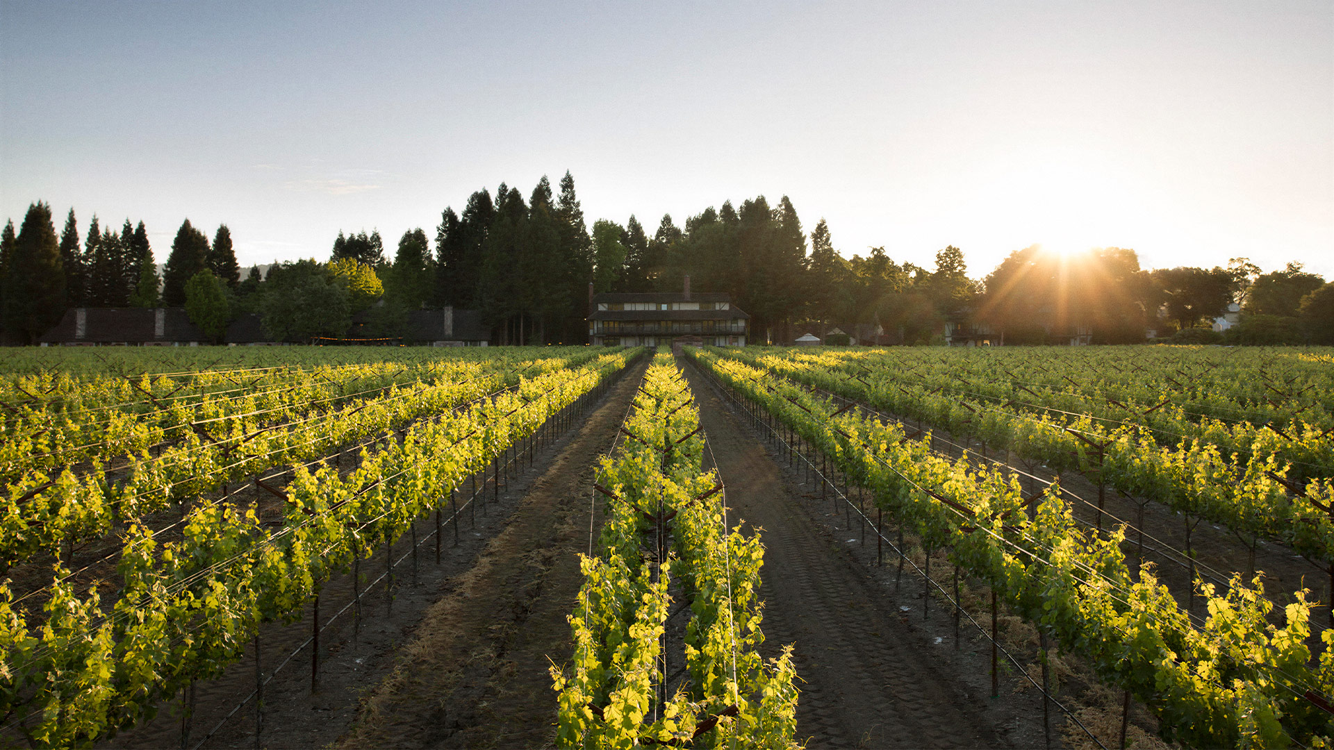 Sunset over vineyard rows beside a farmhouse