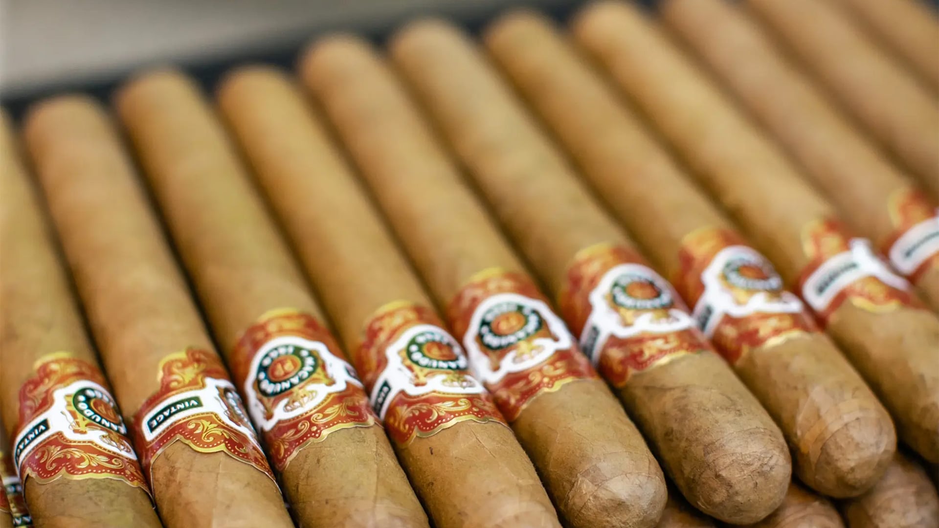 Close-up of neatly arranged premium cigars