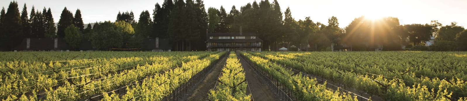 Sunset over vineyard rows beside a wooded estate