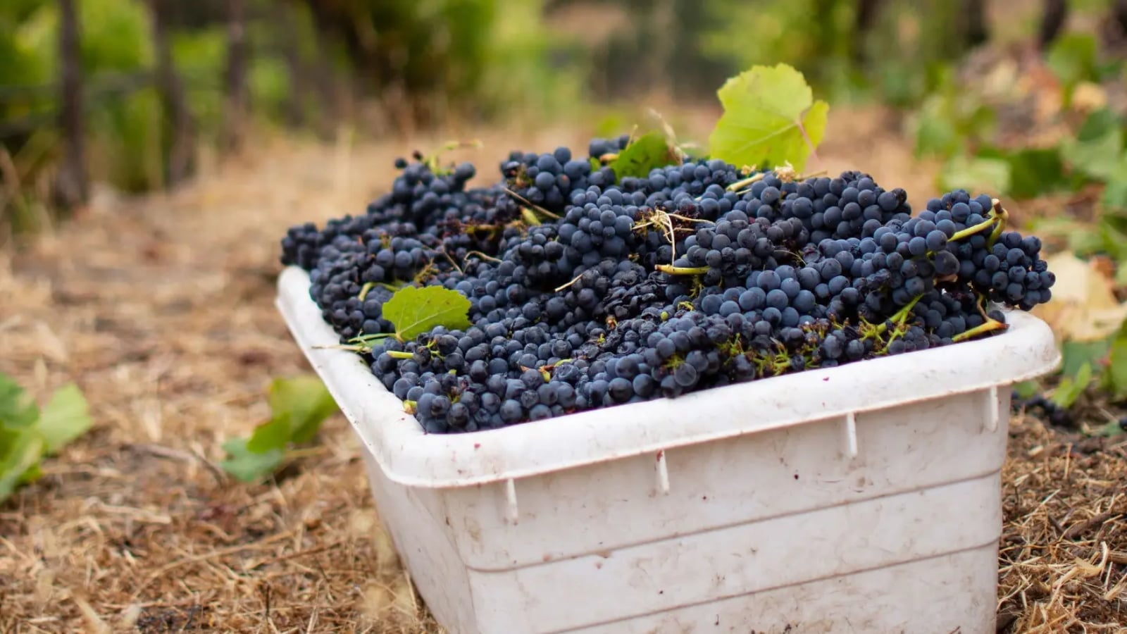 Harvested dark grapes piled in a white vineyard crate