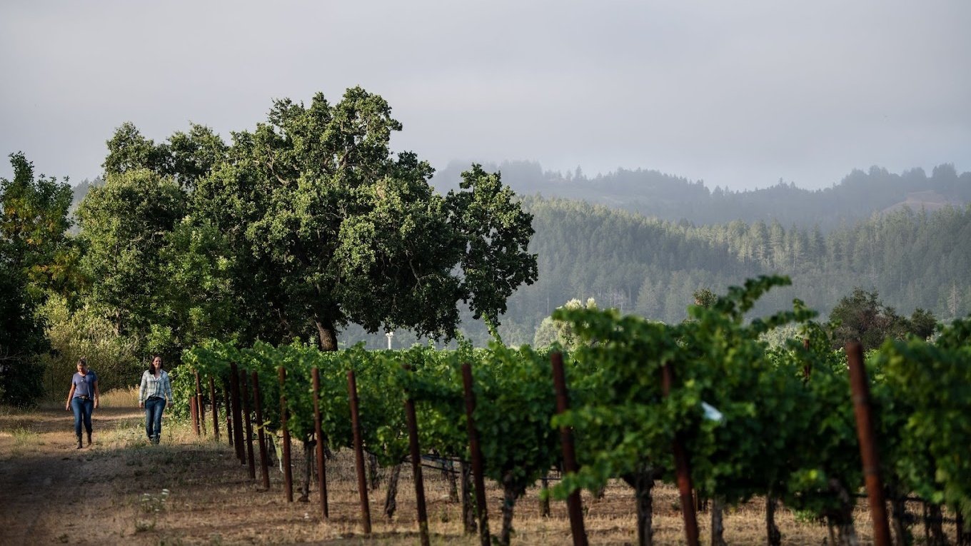 Two people walking in a vineyard with trees.