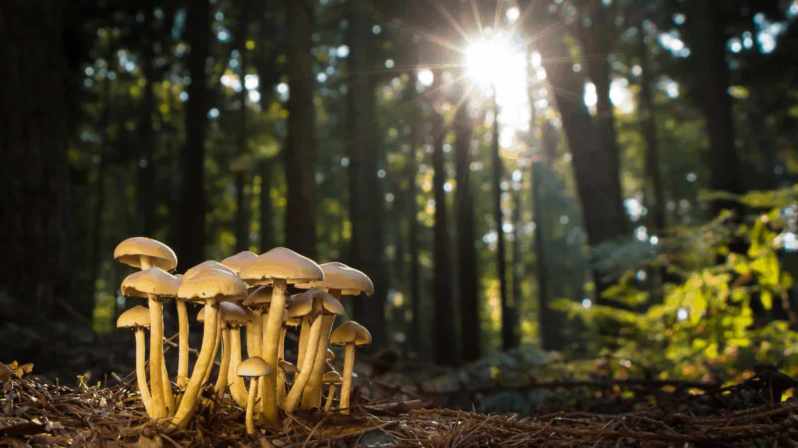 Mushrooms growing in a sunlit forest