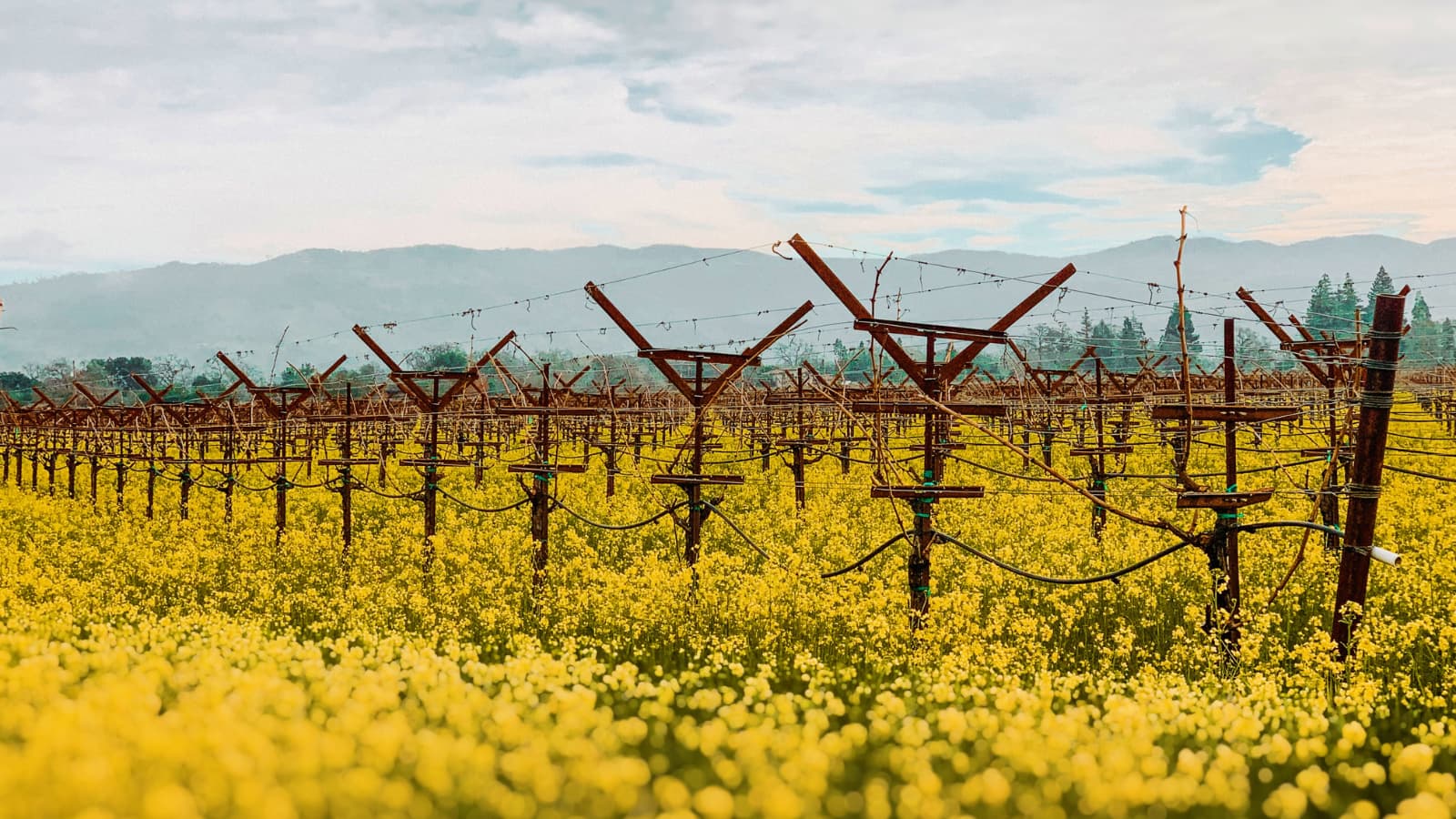Vineyard with yellow flowers and mountain backdrop